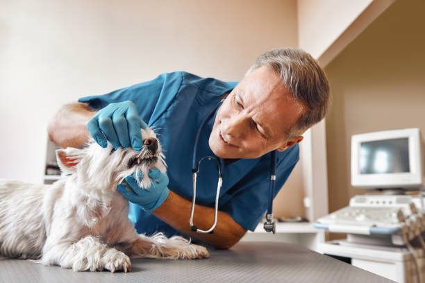 Best Mobile Emergency Dentist in Genesee, ID
